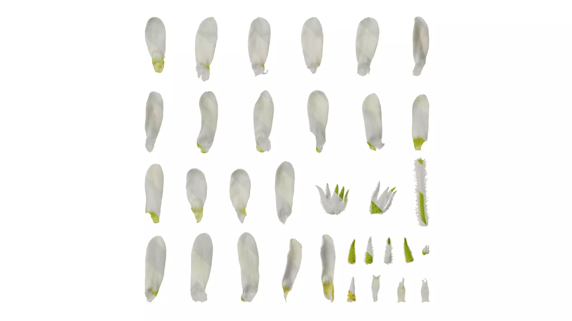 Anydrafts Oxypetalum coeruleum Flower 04 Texture