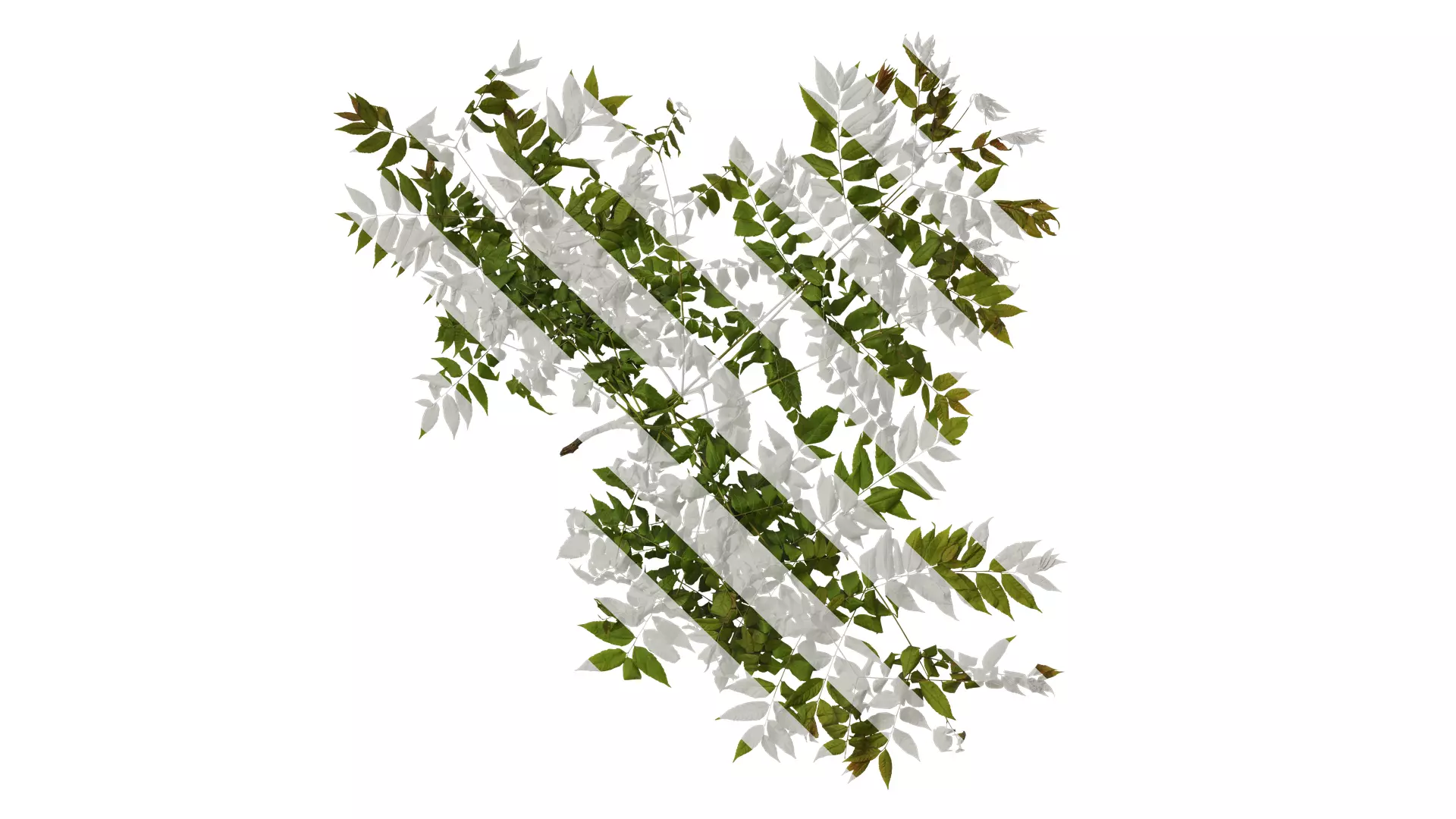 Anydrafts Koelreuteria paniculata Atlas 11 Texture
