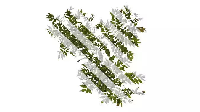 Anydrafts Koelreuteria paniculata Atlas 11 Texture