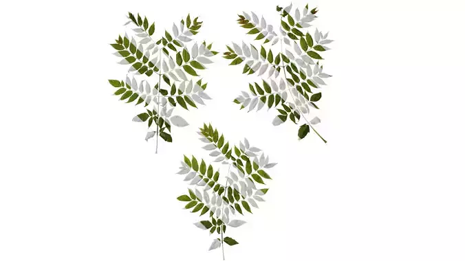 Anydrafts Koelreuteria paniculata Atlas 12