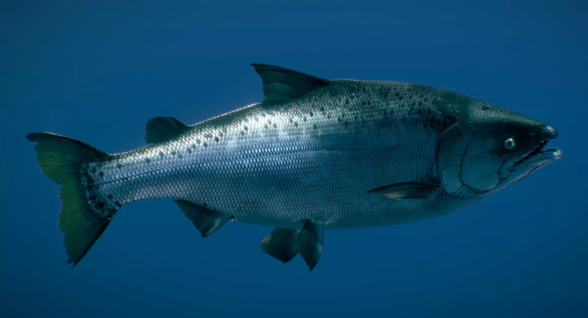Chinook Salmon Ocean phase 3D model_0