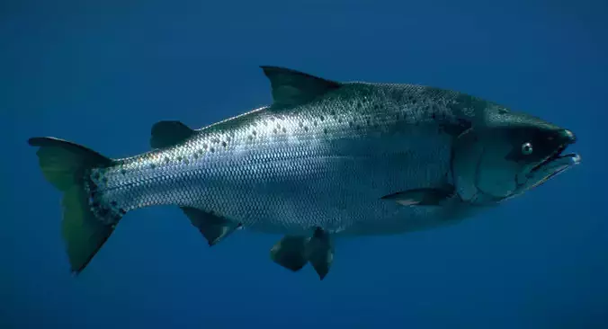 Chinook Salmon Ocean phase