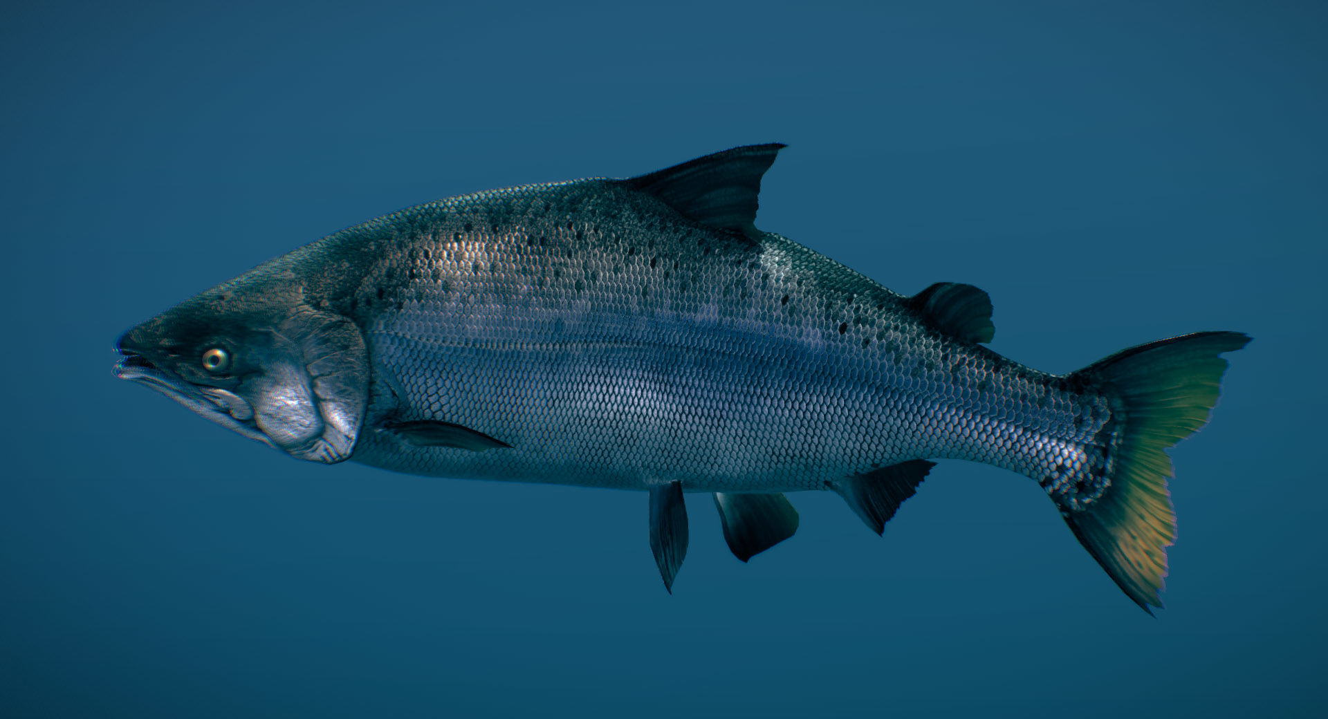Chinook Salmon Ocean phase 3D model_1