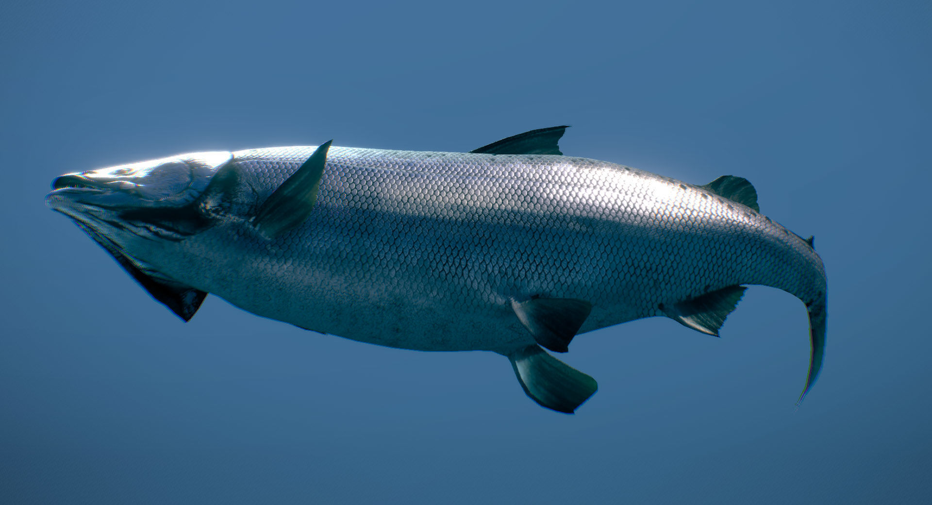 Chinook Salmon Ocean phase 3D model_2
