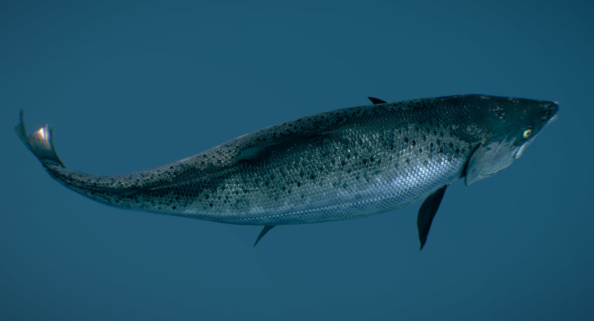 Chinook Salmon Ocean phase 3D model_3