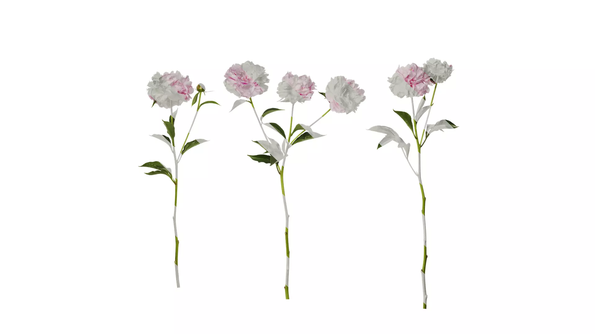 Anydrafts Paeonia lactiflora Atlas 05 Texture_0