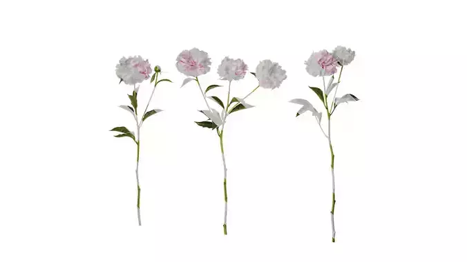 Anydrafts Paeonia lactiflora Atlas 05 Texture