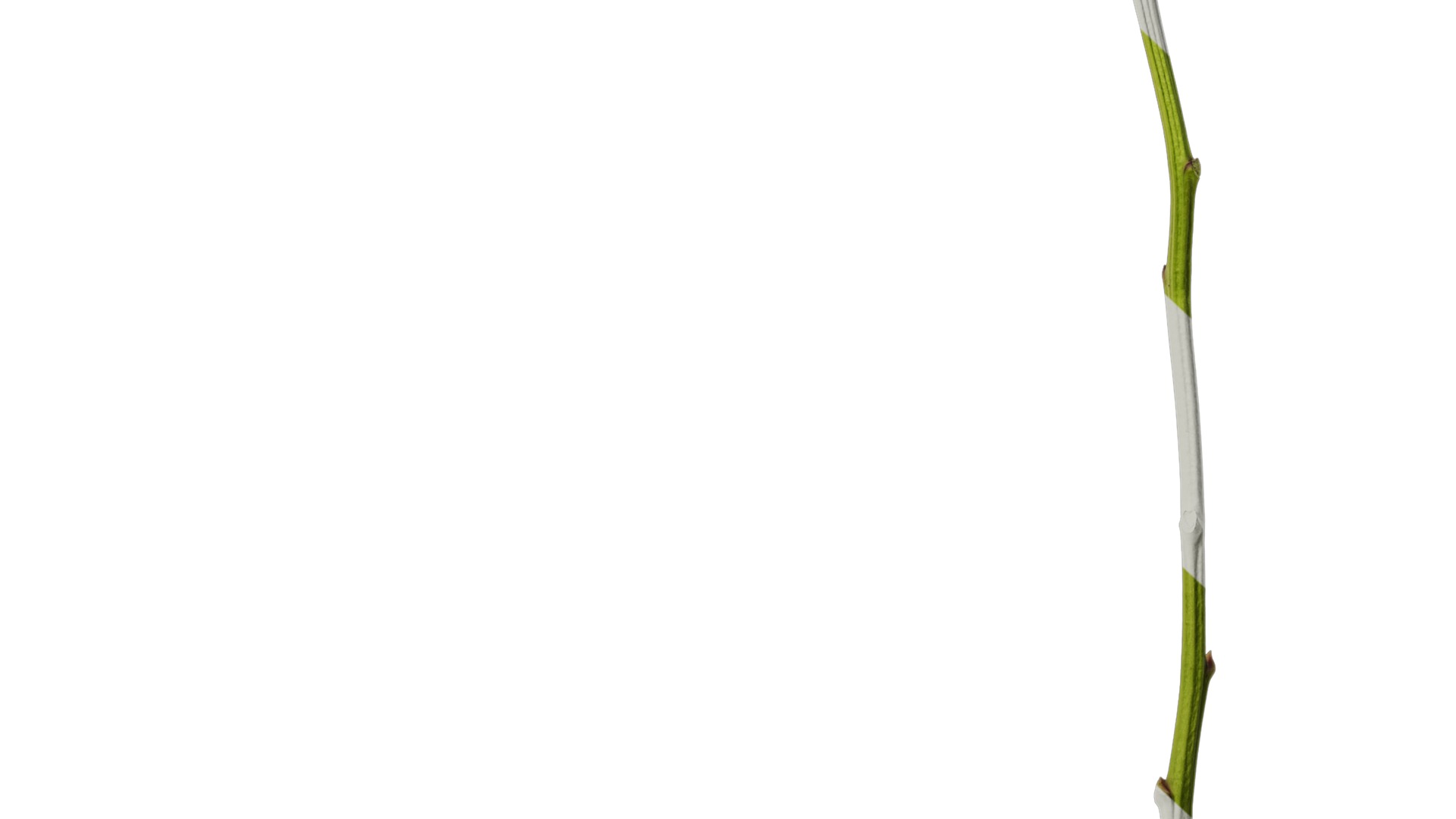 Anydrafts Paeonia lactiflora Atlas 05 Texture_6