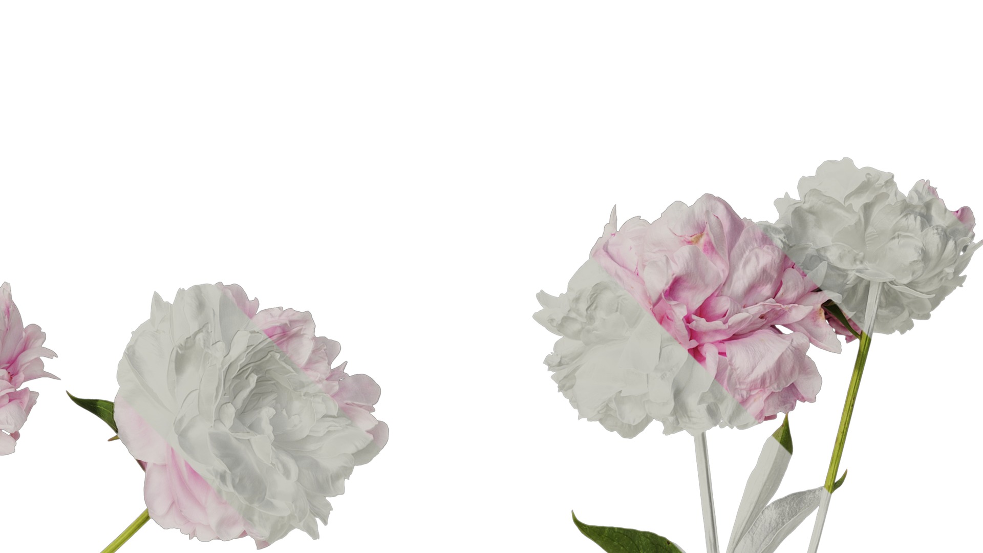Anydrafts Paeonia lactiflora Atlas 05 Texture_2