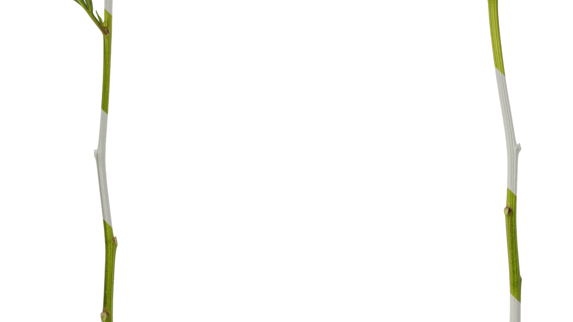 Anydrafts Paeonia lactiflora Atlas 05 Texture_5