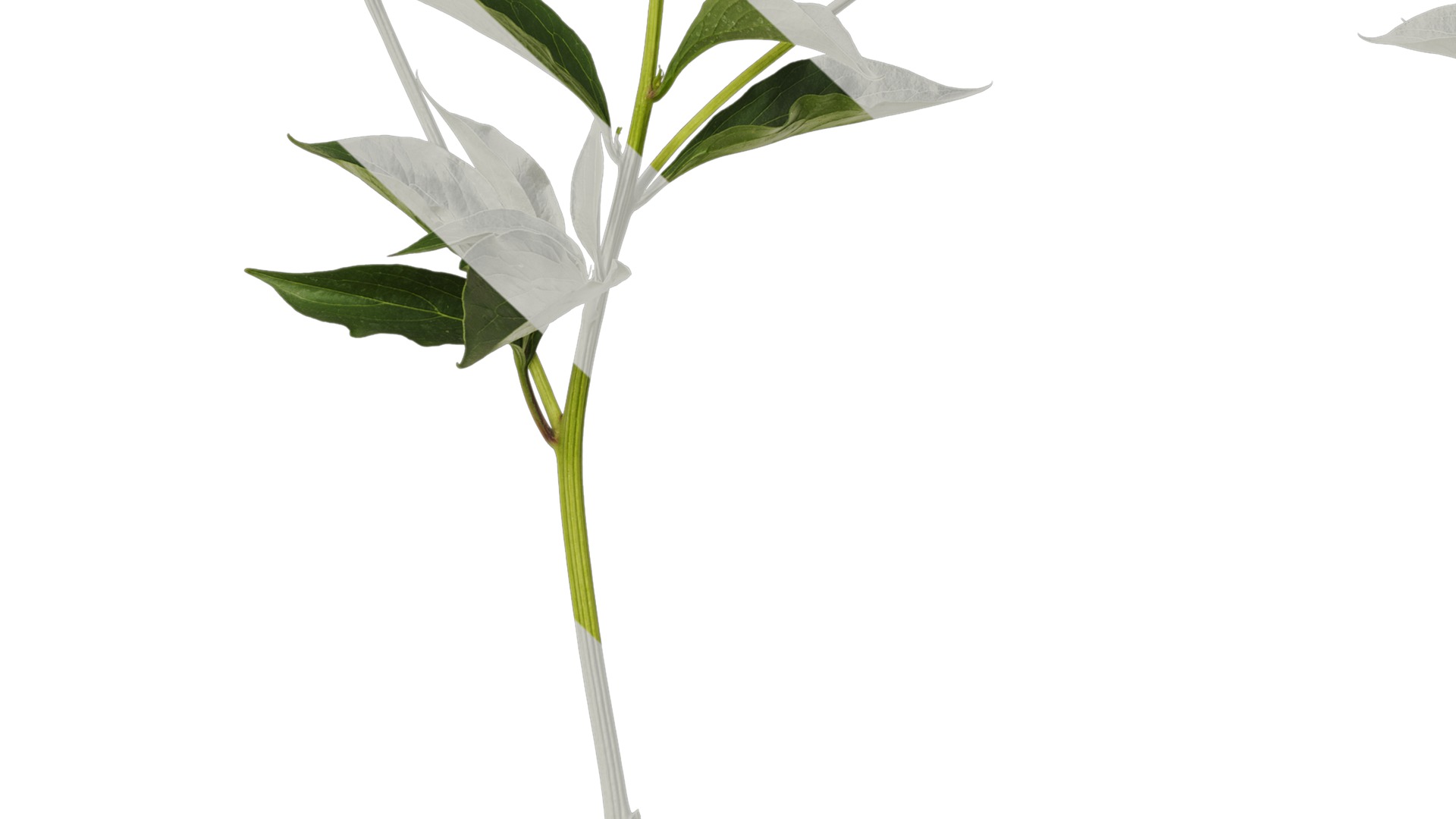 Anydrafts Paeonia lactiflora Atlas 05 Texture_7