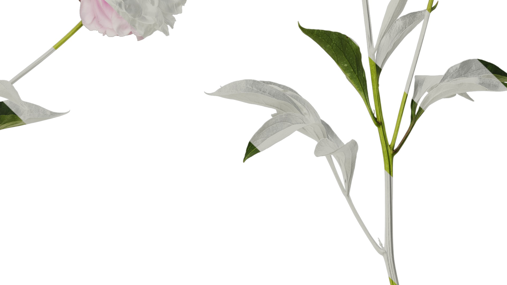 Anydrafts Paeonia lactiflora Atlas 05 Texture_4