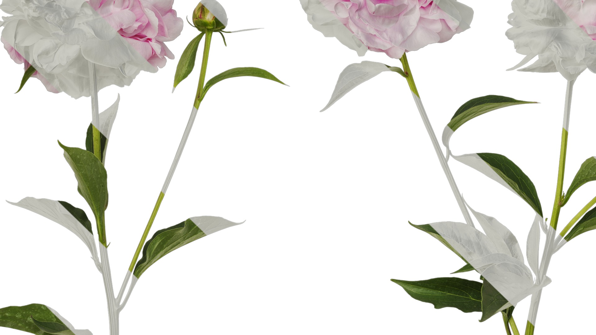 Anydrafts Paeonia lactiflora Atlas 05 Texture_3