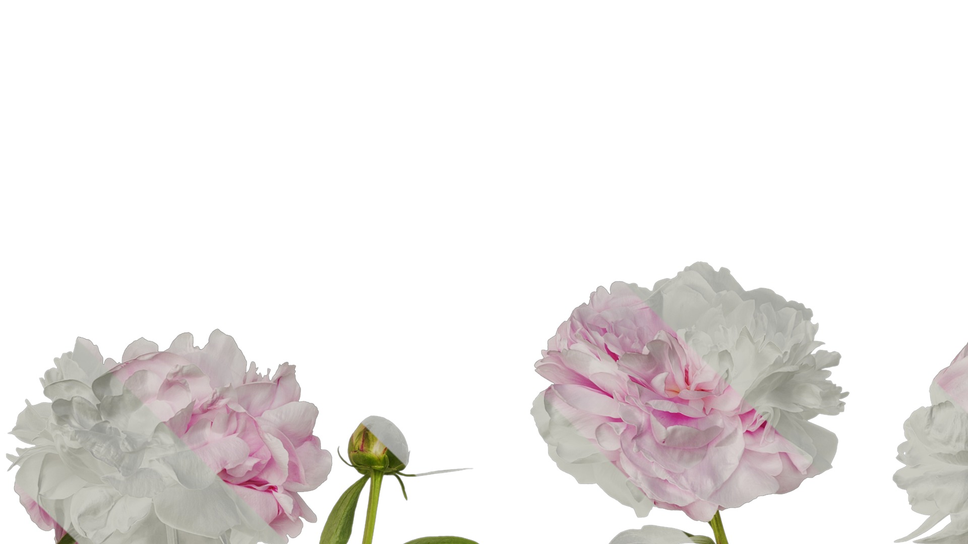 Anydrafts Paeonia lactiflora Atlas 05 Texture_1