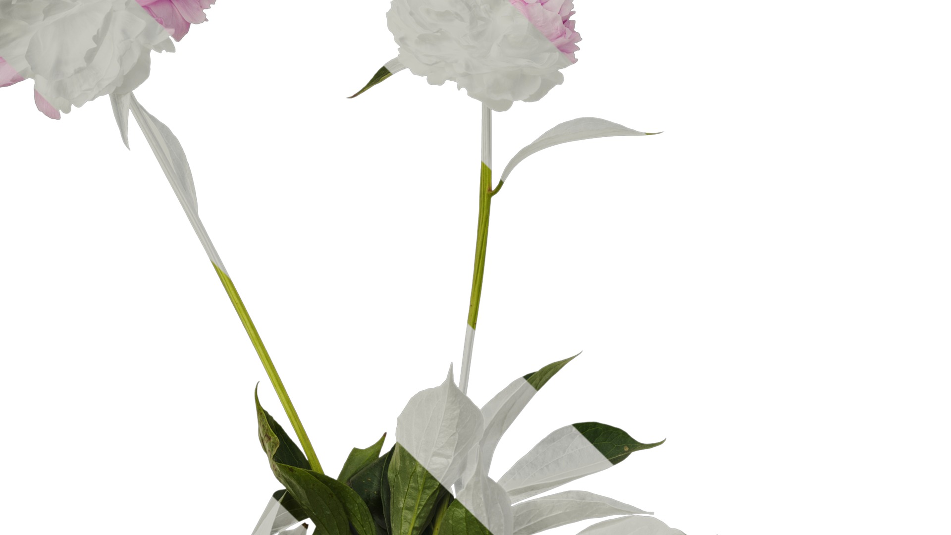 Anydrafts Paeonia lactiflora Atlas 06 Texture_3