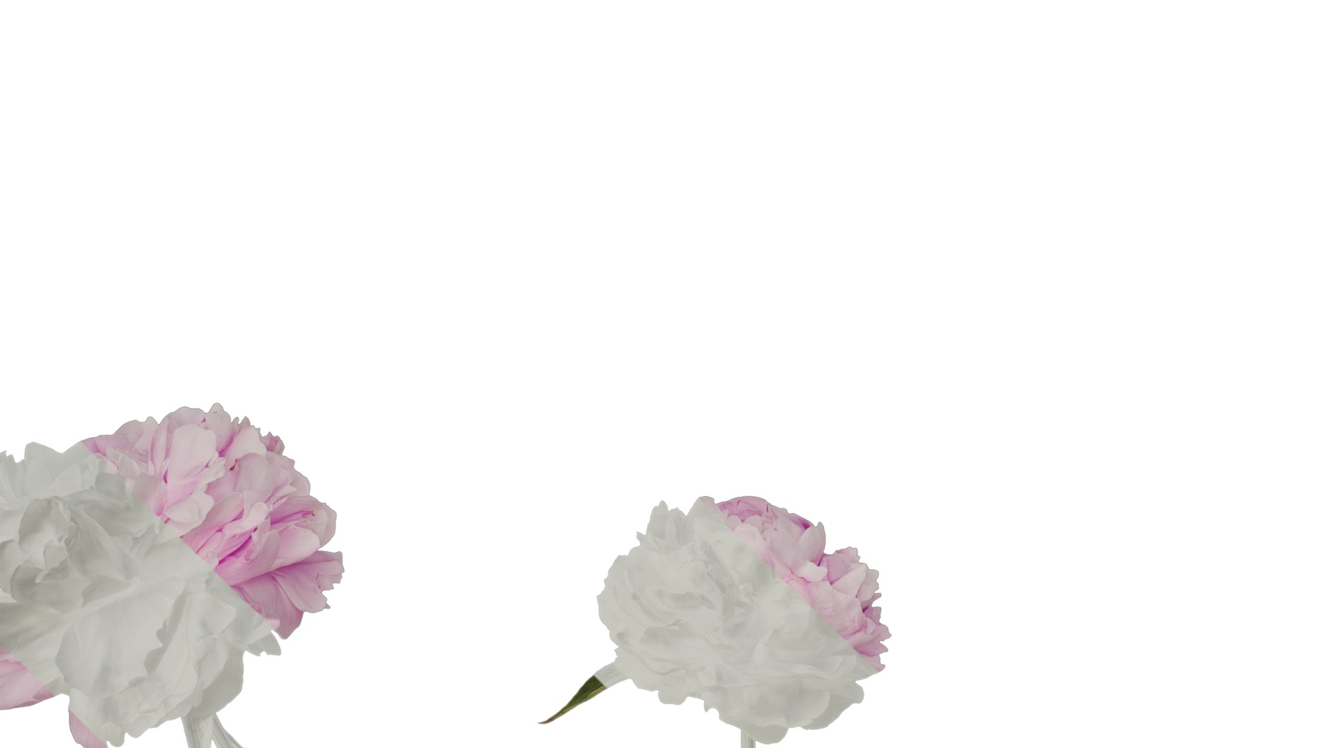 Anydrafts Paeonia lactiflora Atlas 06 Texture_1