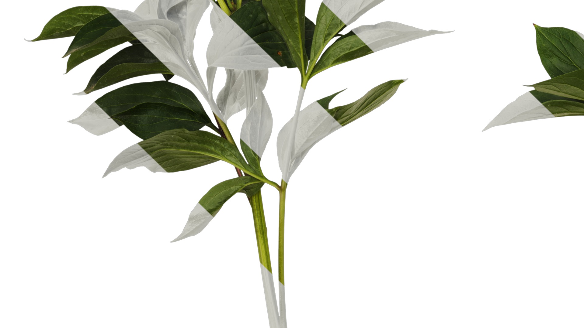 Anydrafts Paeonia lactiflora Atlas 06 Texture_5