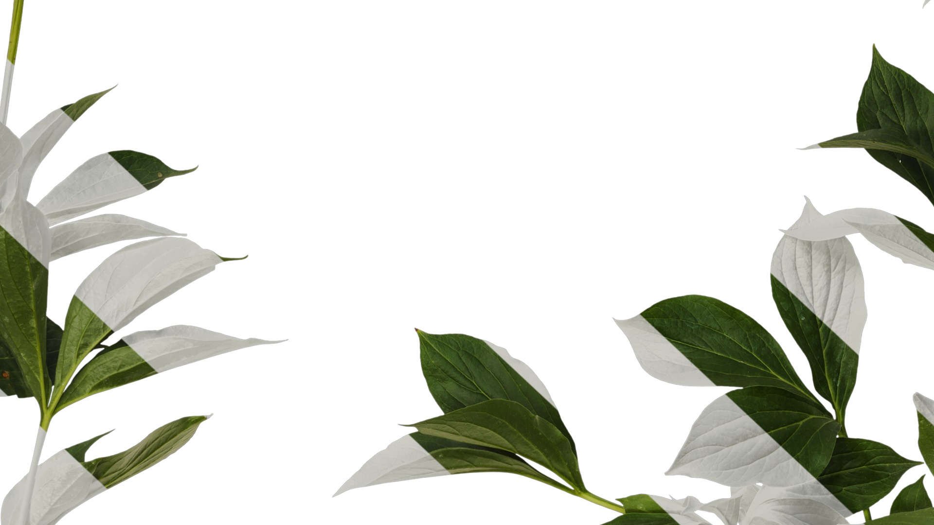 Anydrafts Paeonia lactiflora Atlas 06 Texture_7