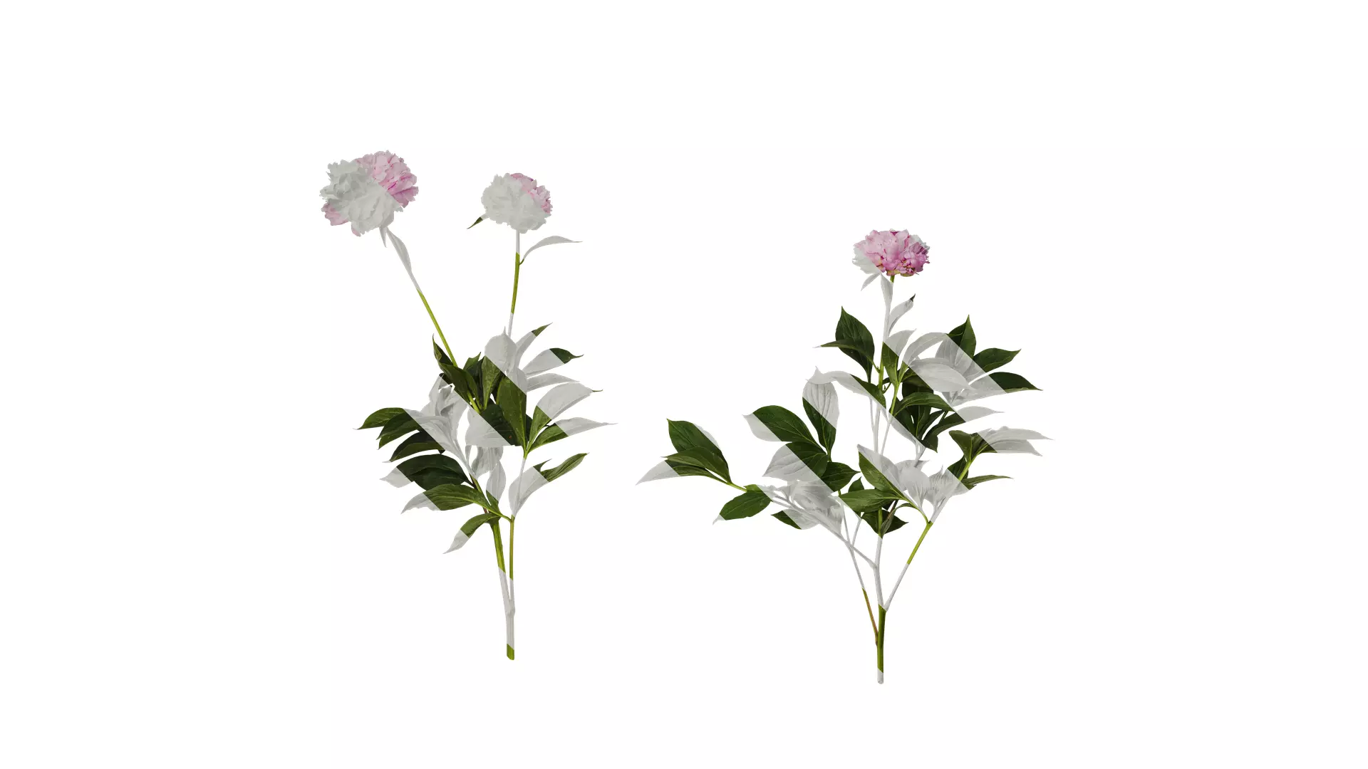 Anydrafts Paeonia lactiflora Atlas 06 Texture_0