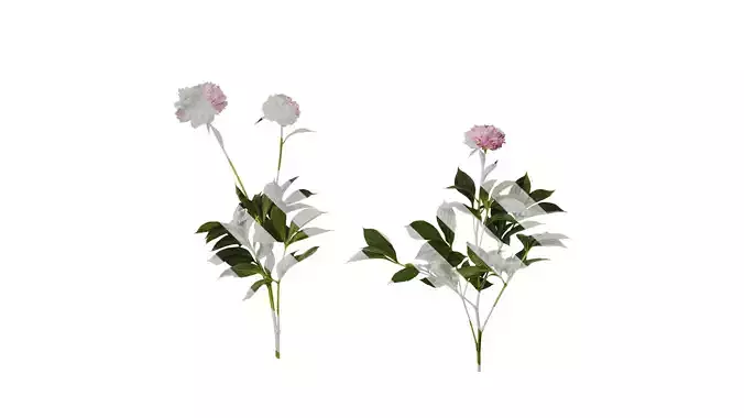 Anydrafts Paeonia lactiflora Atlas 06 Texture