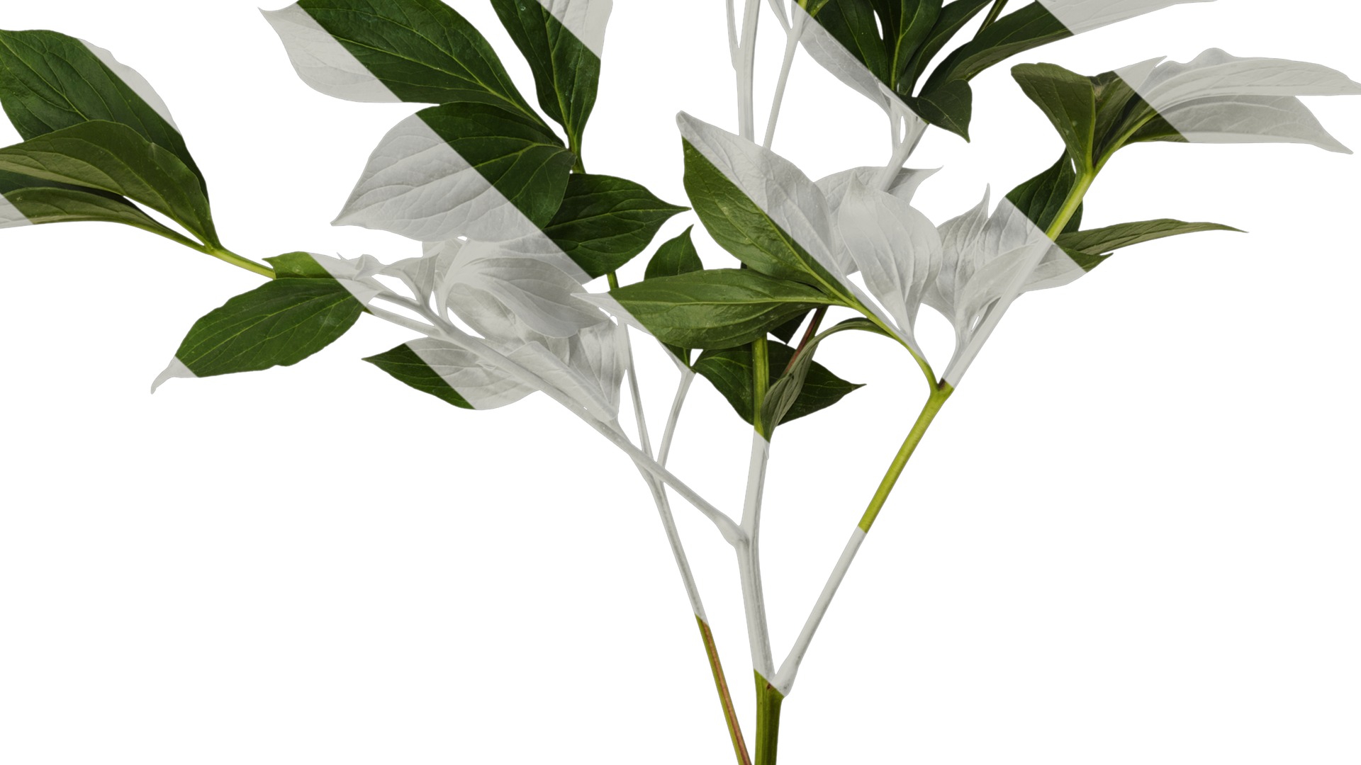 Anydrafts Paeonia lactiflora Atlas 06 Texture_6