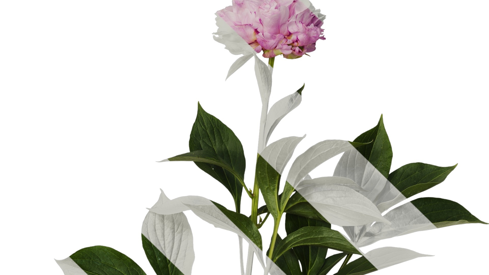 Anydrafts Paeonia lactiflora Atlas 06 Texture_4