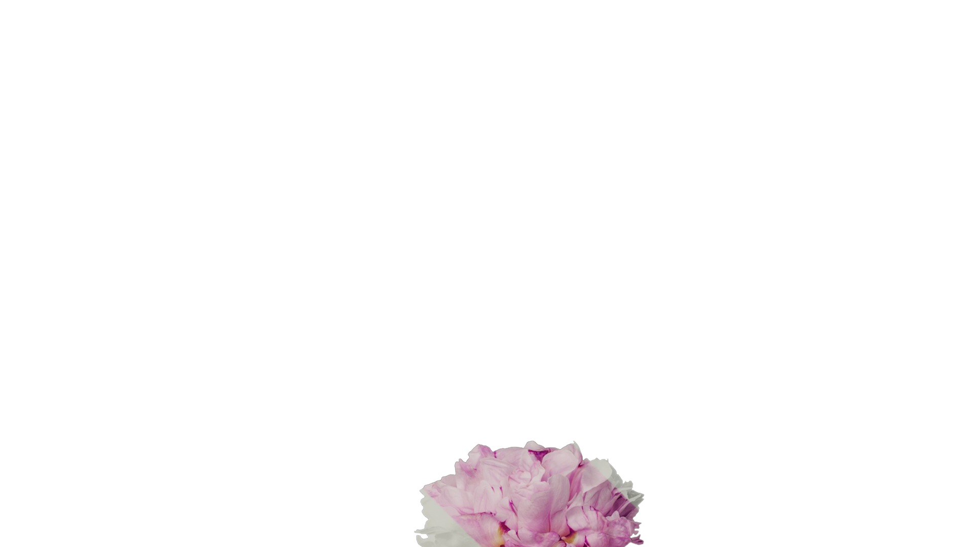 Anydrafts Paeonia lactiflora Atlas 06 Texture_2