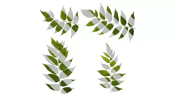 Anydrafts Koelreuteria paniculata Atlas 14