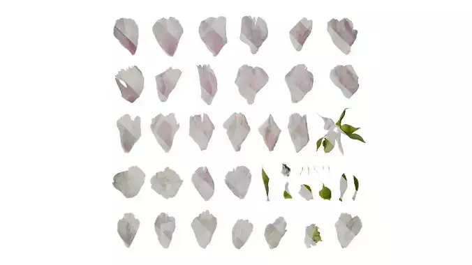 Anydrafts Paeonia lactiflora Flower 05 Texture