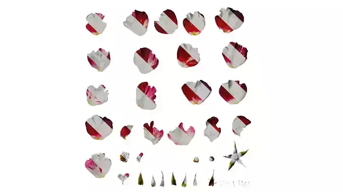Anydrafts Paeonia lactiflora Flower 07 Texture