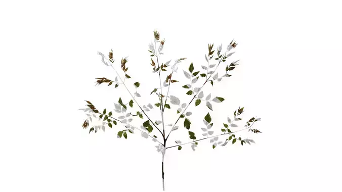 Anydrafts Koelreuteria paniculata Atlas 15