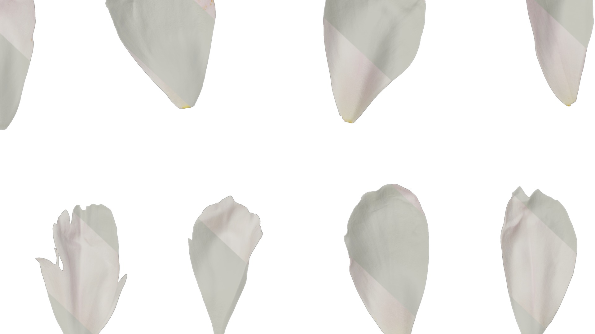 Anydrafts Paeonia lactiflora Flower 12 Texture_7