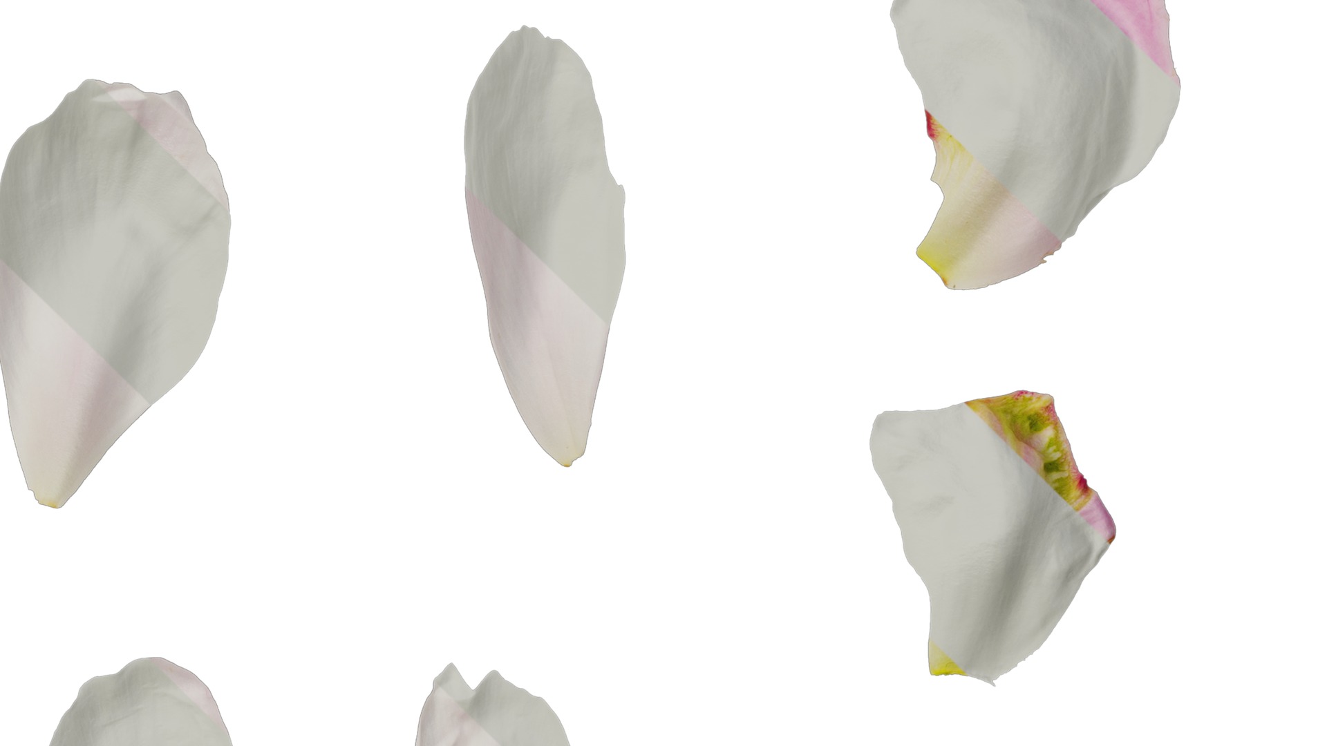 Anydrafts Paeonia lactiflora Flower 12 Texture_4