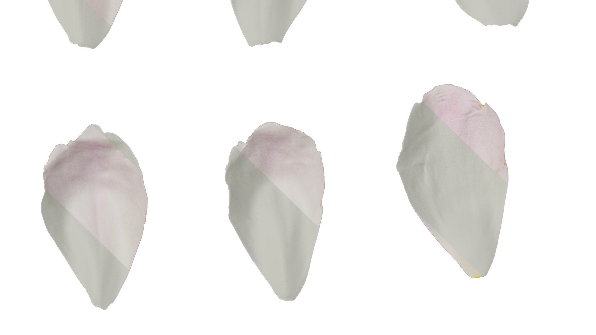 Anydrafts Paeonia lactiflora Flower 12 Texture_3