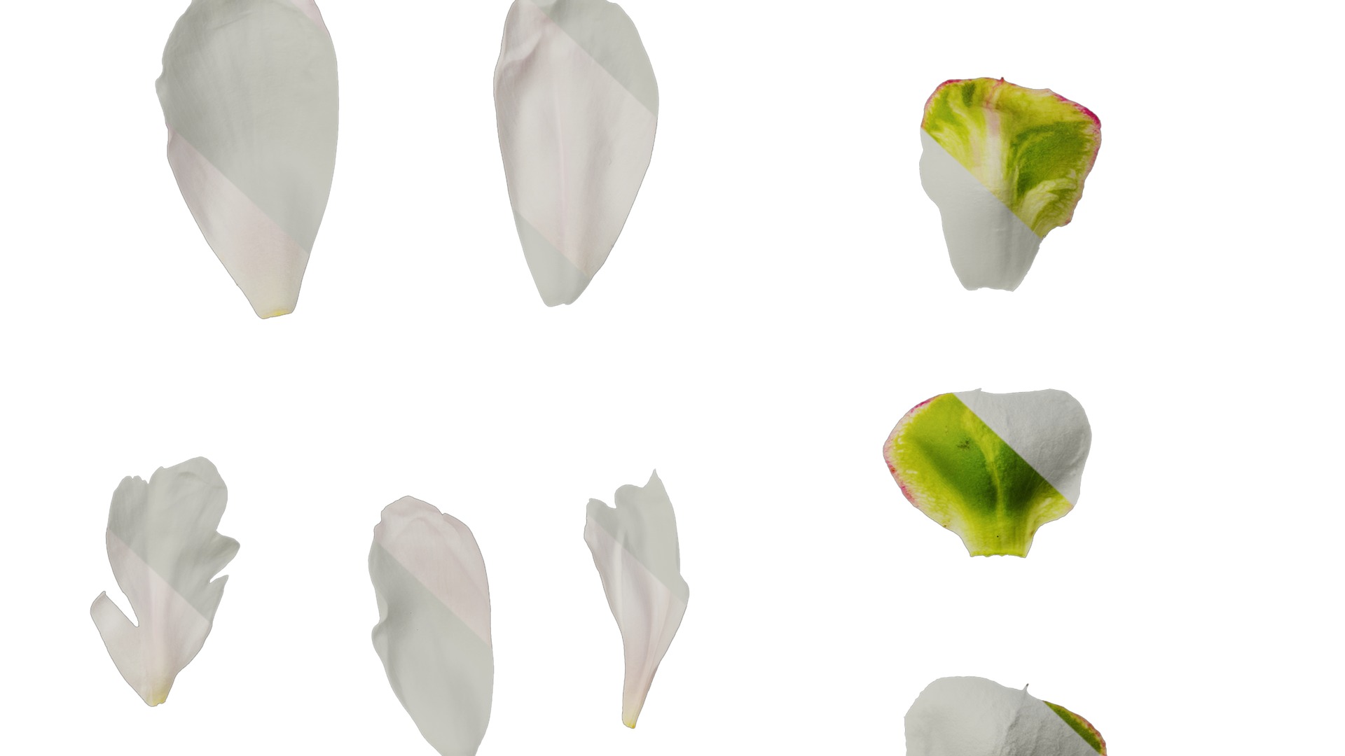 Anydrafts Paeonia lactiflora Flower 12 Texture_6