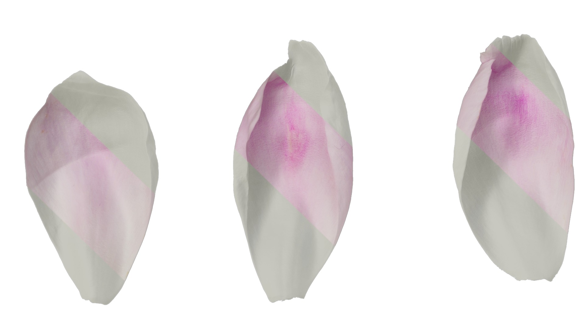 Anydrafts Paeonia lactiflora Flower 12 Texture_1