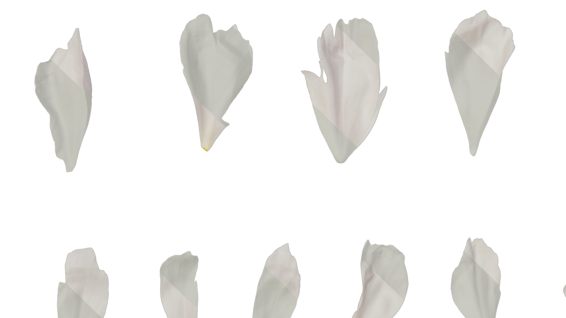 Anydrafts Paeonia lactiflora Flower 12 Texture_5