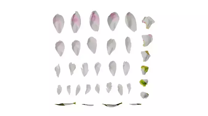 Anydrafts Paeonia lactiflora Flower 12 Texture