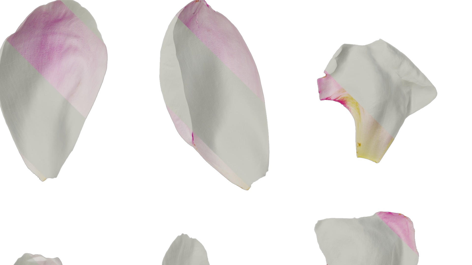 Anydrafts Paeonia lactiflora Flower 12 Texture_2