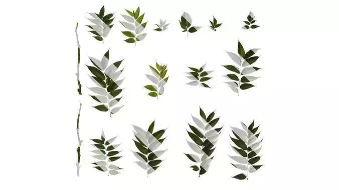 Anydrafts Koelreuteria paniculata Atlas 16