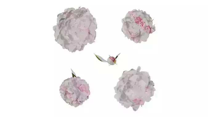 Anydrafts Paeonia lactiflora Flower 13 Texture