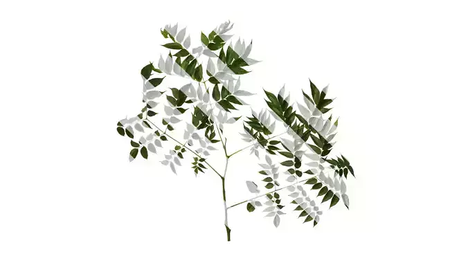Anydrafts Koelreuteria paniculata Atlas 17