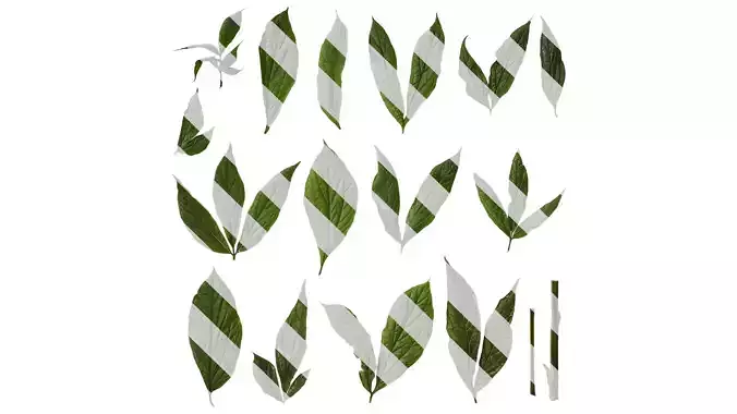Anydrafts Paeonia lactiflora Leaf 01 Texture