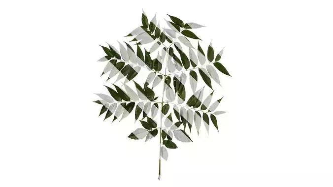 Anydrafts Koelreuteria paniculata Atlas 18