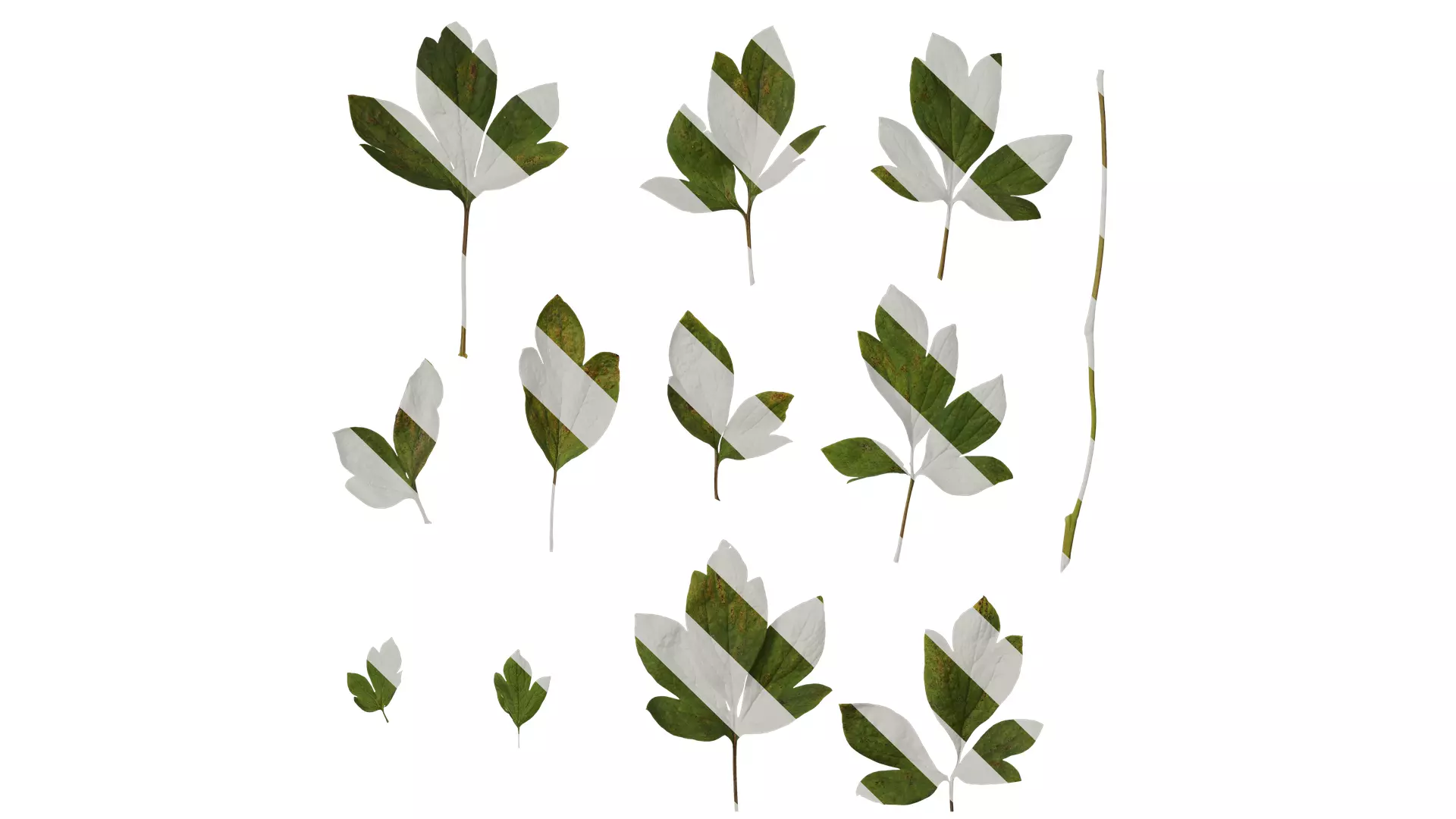 Anydrafts Paeonia lactiflora Leaf 04 Texture_0