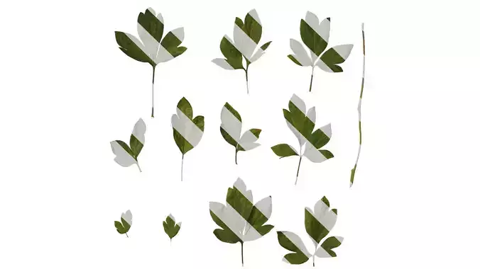 Anydrafts Paeonia lactiflora Leaf 04 Texture