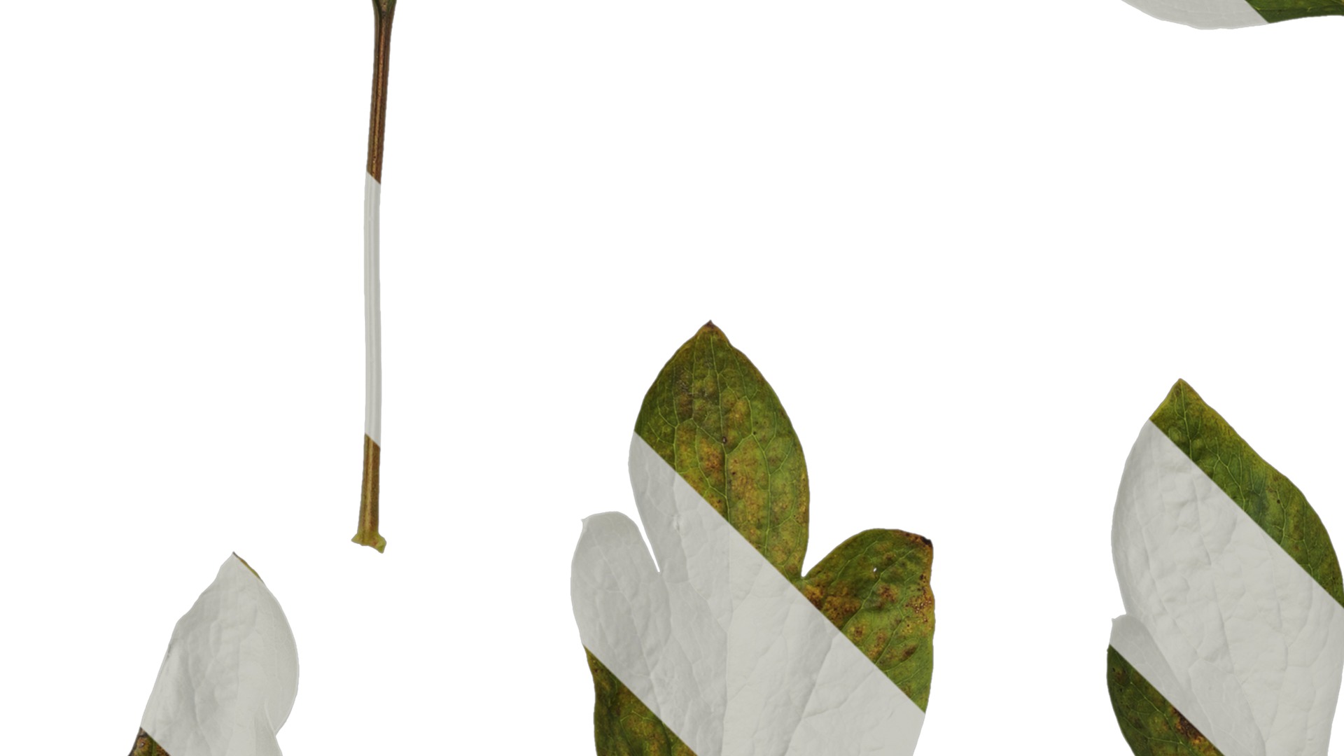 Anydrafts Paeonia lactiflora Leaf 04 Texture_3