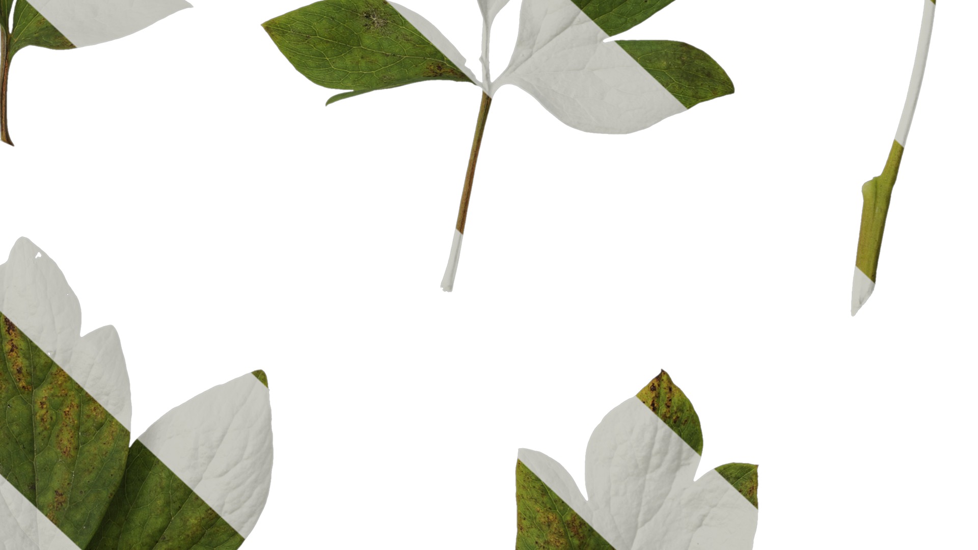 Anydrafts Paeonia lactiflora Leaf 04 Texture_6