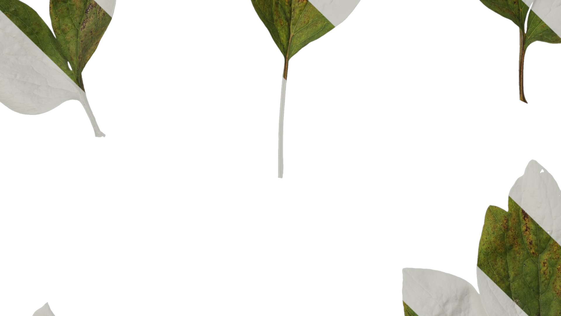 Anydrafts Paeonia lactiflora Leaf 04 Texture_5