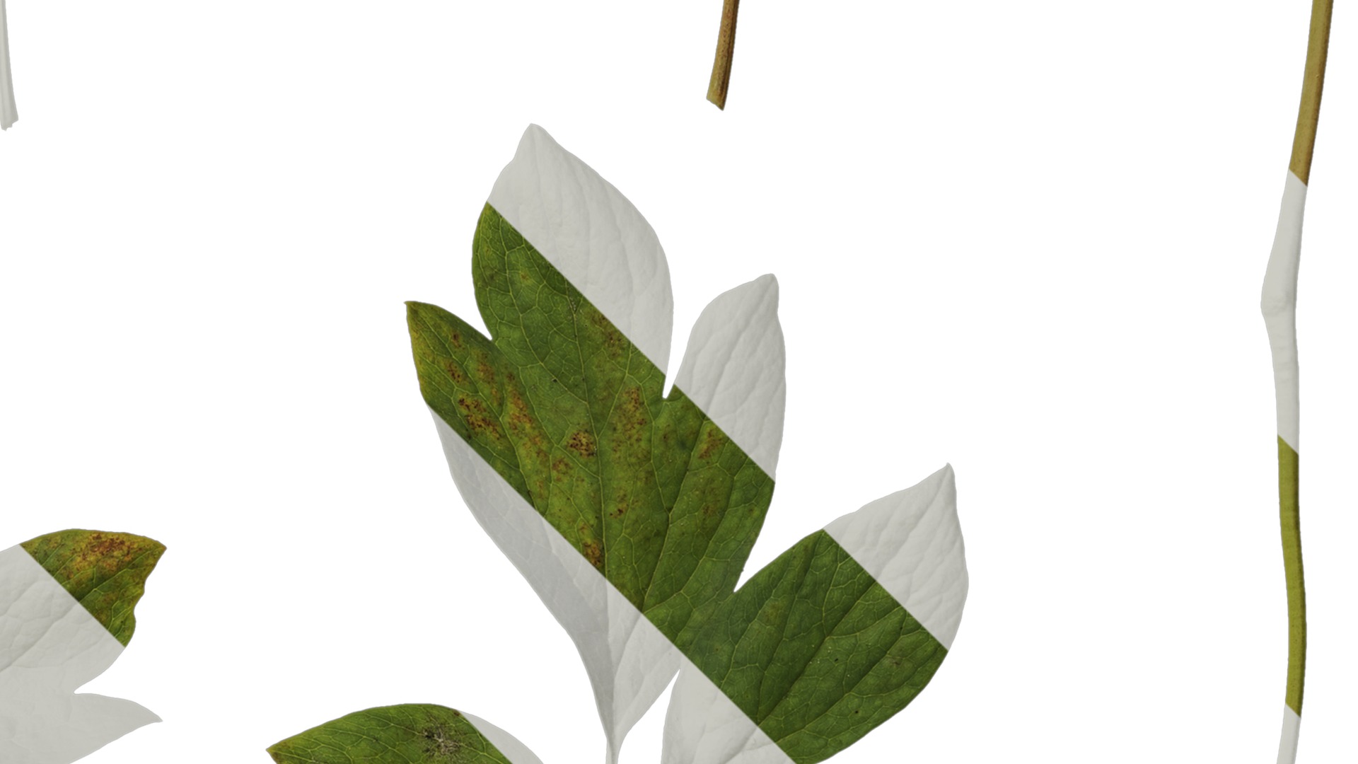 Anydrafts Paeonia lactiflora Leaf 04 Texture_4